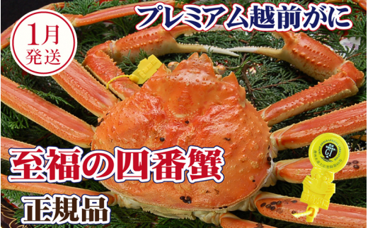 越前がに × 1杯（四番蟹）桐箱入り！至福のプレミアム越前がに【雄 ズワイガニ かに カニ 蟹 姿 生 ボイル 冷蔵 福井県】【1月発送分】【生でお届け】希望日指定可 備考欄に希望日をご記入ください [e37-x007【】01a]