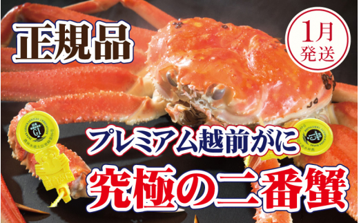 越前がに × 1杯（二番蟹）桐箱入り！究極のプレミアム越前がに【雄 ズワイガニ かに カニ 蟹 姿 生 ボイル 冷蔵 福井県】【1月発送分】【生でお届け】希望日指定可 備考欄に希望日をご記入ください [e37-x009【】01a]