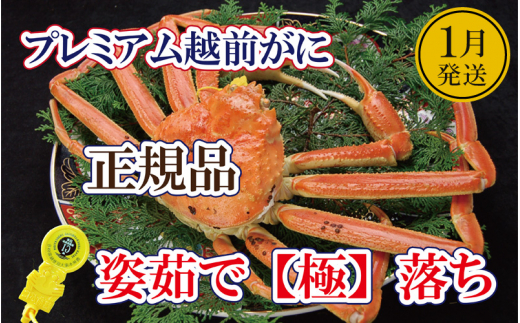 越前がに「極落ち」 × 1杯 桐箱入り！越前の至宝 最高ランクのプレミアム越前がに【雄 ズワイガニ ずわいがに 姿 生 ボイル 冷蔵 福井県】【1月発送分】【生でお届け】希望日指定可 備考欄に希望日をご記入ください [e37-x012【】01a]