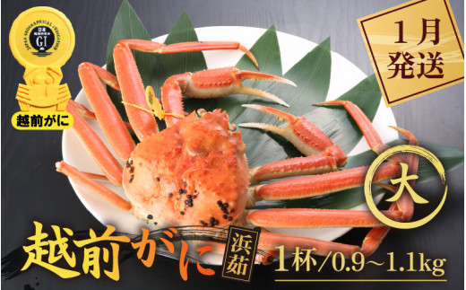 越前がに本場の越前町からお届け！ 越前がに 浜茹で 大サイズ（生で0.9～1.1kg） × 1杯【かに カニ 蟹】【福井県 越前町 雄 ズワイガニ ボイル 冷蔵 越前ガニ 越前かに 越前カニ ずわいがに ずわい】【1月発送分】 [e43-x003【】01]
