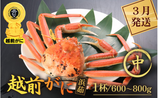 越前がに本場の越前町からお届け！ 越前がに 浜茹で 中サイズ（生で600～800g） × 1杯【かに カニ 蟹】【雄 ズワイガニ ずわい蟹 越前ガニ 姿 ボイル 冷蔵 かに カニ 蟹 福井県 越前町】【3月発送分】希望日指定可 備考欄に希望日をご記入ください [e43-x006【】03]