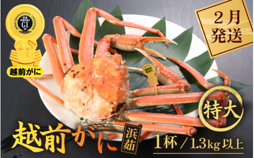 越前がに本場の越前町からお届け！ 越前がに 浜茹で 特大サイズ（生で1.3kg以上） × 1杯【かに カニ 蟹】【福井県 越前町 雄 ズワイガニ ボイル 冷蔵 越前ガニ 越前かに 越前カニ ずわいがに ずわい蟹 かに カニ 蟹】【2月発送分】希望日指定可 備考欄に希望日をご記入ください [e43-x007【】02]