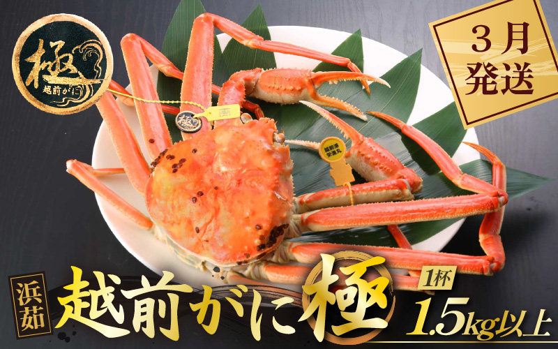 ≪浜茹で≫越前がに 極（生で1.5kg以上） × 1杯【雄 ズワイガニ 越前ガニ 姿 ボイル 冷蔵 かに カニ 蟹 福井県】【3月発送分】希望日指定可 備考欄にメールアドレスをご記入ください [e43-x013_03]