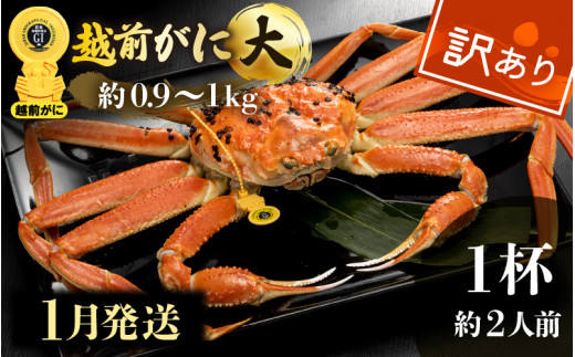 【訳あり】越前がに本場の越前町からお届け！越前がに 浜茹で 大サイズ（生で約0.9～1kg） × 1杯 約2人前 食べ応えあり！【かに カニ 蟹】【越前かに 越前カニ ずわいがに ずわい蟹 かに カニ 蟹】【1月発送分】 [e49-x001【】01]