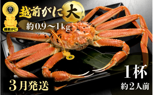 越前がに本場の越前町からお届け！越前がに 浜茹で 大サイズ（生で約0.9～1kg） × 1杯 約2人前 食べ応えあり！【かに カニ 蟹】【福井県 越前町 雄 ズワイガニ ボイル 冷蔵 越前ガニ 越前かに】【3月発送分】 [e49-x002【】03]