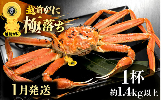 越前がに本場の越前町からお届け！ 越前がに 浜茹で 極落ち（生で約1.4kg以上） × 1杯 食べ応え旨味充分！【かに カニ 蟹】【福井県 越前町 雄 ズワイガニ ボイル 冷蔵 越前ガニ 越前かに 越前カニ ずわいがに ずわい蟹 かに カニ 蟹】【1月発送分】希望日指定可 備考欄に希望日をご記入ください [e49-x003【】01]