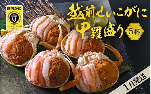産地直送！越前せいこ蟹 甲羅盛り「身出し」セット 5杯 鮮度にこだわり「冷蔵」発送！旨味満足【雌 ズワイガニ】【越前がに せいこがに セイコガニ セコガニ ボイル むき身 かに カニ 蟹 福井県】【1月発送分】希望日指定可 備考欄に希望日をご記入ください [e49-x005【】01]