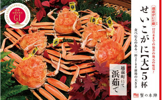 浜茹で【越前せいこがに　大　270g前後】5杯セット　11～12月順次発送 [e56-x002]