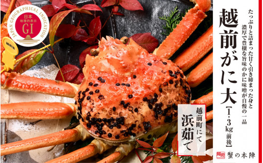 冬の日本海の味　浜茹で【越前がに　1.3kg前後】11月～翌３月順次発送 [e56-x006]