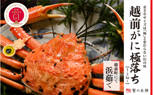 冬の日本海の味　福井県のブランド蟹「極」に準ずる　浜茹で【越前がに　極落ち1.5kg～】11月～翌3月発送 [e56-x008]
