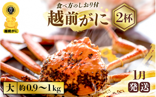 越前がに本場の越前町からお届け！ 越前がに 浜茹で 大サイズ（生で約0.9～1kg） × 2杯 約4人前 食べ応え十分！かにの食べ方しおり付き【かに カニ 蟹】【福井県 越前町 雄 ズワイガニ ボイル 冷蔵 越前ガニ 越前かに 越前カニ ずわいがに ずわい蟹 かに カニ 蟹】【1月発送分】希望日指定可 備考欄に希望日をご記入ください [e57-x002【】01]