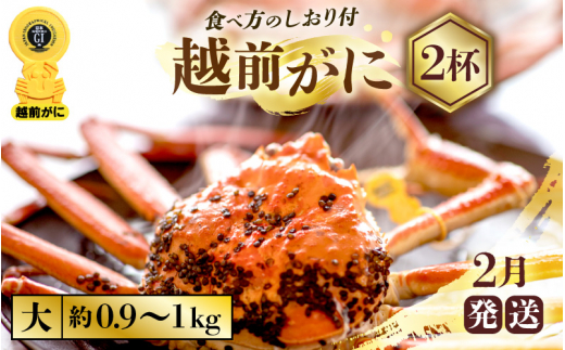 越前がに本場の越前町からお届け！ 越前がに 浜茹で 大サイズ（生で約0.9～1kg） × 2杯 約4人前 食べ応え十分！かにの食べ方しおり付き【かに カニ 蟹】【福井県 越前町 雄 ズワイガニ ボイル 冷蔵 越前ガニ 越前かに 越前カニ ずわいがに ずわい蟹 かに カニ 蟹】【2月発送分】希望日指定可 備考欄に希望日をご記入ください [e57-x002【】02]