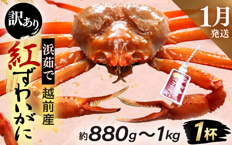 【訳あり】≪浜茹で≫越前産 紅ずわいがに × 1杯（生で約880g～1kg）【紅ズワイガニ カニ かに 蟹】【紅ずわいがに】【1月発送分】 [e80-x001【】01]
