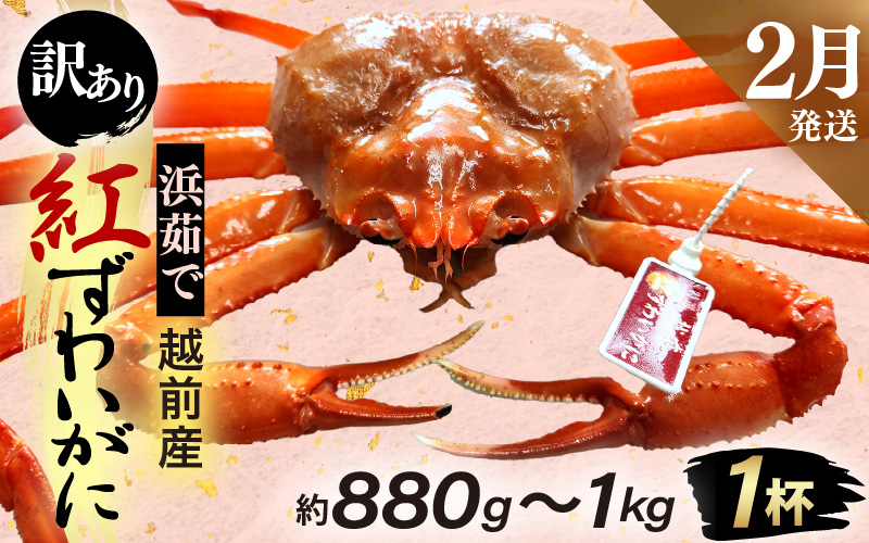 【訳あり】≪浜茹で≫越前産 紅ずわいがに × 1杯（生で約880g～1kg）【紅ズワイガニ カニ かに 蟹】【紅ずわいがに】【2月発送分】 [e80-x001【】02]