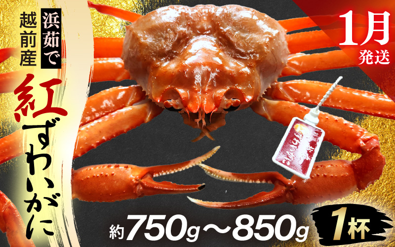 ≪浜茹で≫越前産 紅ずわいがに × 1杯（生で約750g～850g）【1月発送分】【紅ズワイガニ カニ かに 蟹】【紅ずわいがに】希望日指定不可 [e80-x002【】01]