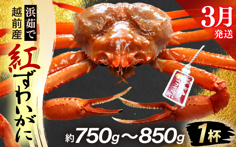 ≪浜茹で≫越前産 紅ずわいがに × 1杯（生で約750g～850g）【3月発送分】【紅ズワイガニ カニ かに 蟹】【紅ずわいがに】希望日指定不可 [e80-x002【】03]