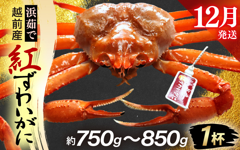 ≪浜茹で≫越前産 紅ずわいがに × 1杯（生で約750g～850g）【12月発送分】【紅ズワイガニ カニ かに 蟹】【紅ずわいがに】希望日指定不可 [e80-x002【】12]