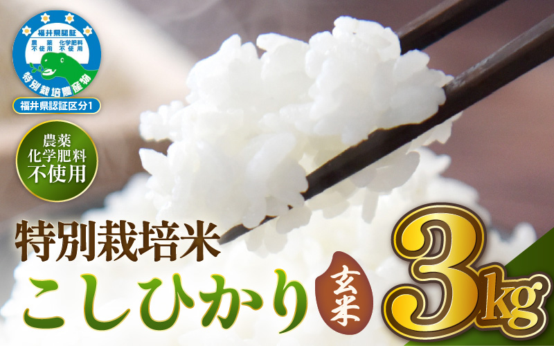 【期間限定】【令和7年産 】 特別栽培米コシヒカリ3kg 無農薬米 福井県認証区分1取得 越前町【玄米】【3キロ お米 コメ 農薬化学肥料不使用 送料無料】 [e81-a003_02]