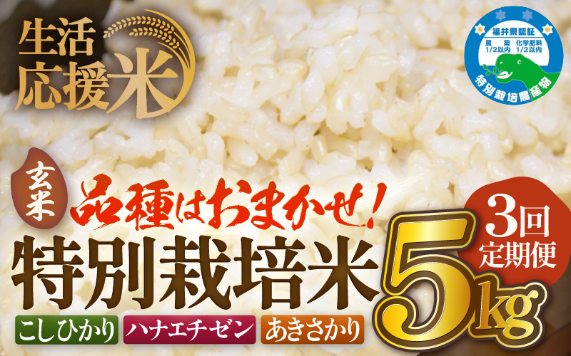 定期便 ≪3ヶ月連続お届け≫  令和7年産 特別栽培米5kg × 3回（合計15kg）福井県越前町産【玄米】【お米 コメ kome 5キロ  白米 玄米 家庭用 農薬5割減】 [e81-c001_02]