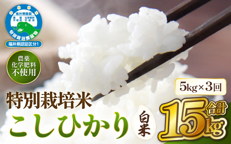 【期間限定】 定期便 ≪3ヶ月連続お届け≫【令和7年産 】特別栽培米コシヒカリ5kg × 3回（合計15kg）【白米】 無農薬米 福井県認証区分1取得 越前町【5キロ お米 コメ 農薬化学肥料不使用 送料無料】 [e81-f002_01]