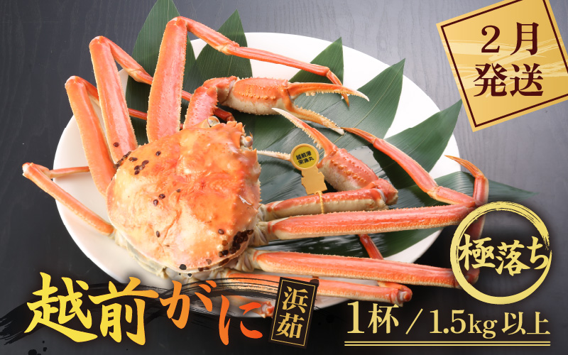 ≪浜茹で≫越前がに 極落ち（生で1.5kg以上） × 1杯【雄 ズワイガニ 越前ガニ 姿 ボイル 冷蔵 かに カニ 蟹 福井県】【2月発送分】希望日指定可 備考欄にメールアドレスをご記入ください [e43-x014【】02]