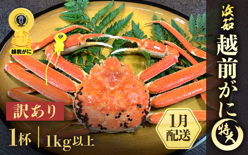 【訳あり】≪浜茹で≫越前がに 特大サイズ 1杯（生で1kg以上）【雄 ズワイガニ かに カニ 蟹 越前ガニ 姿 ボイル 冷蔵 福井県】【1月発送分】希望日指定可 備考欄に希望日をご記入ください [e68-x007【】01]