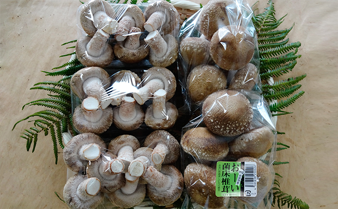 【2ヶ月連続】菌床による、生シイタケで「おーい菌床しいたけ」1kg×2ヶ月