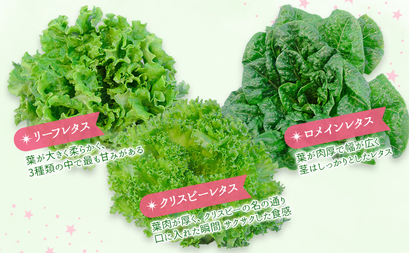 【水耕栽培】星のブーケレタス3種セット（小）（クリスピーレタス 2株、ロメインレタス 1株、リーフレタス 1株）