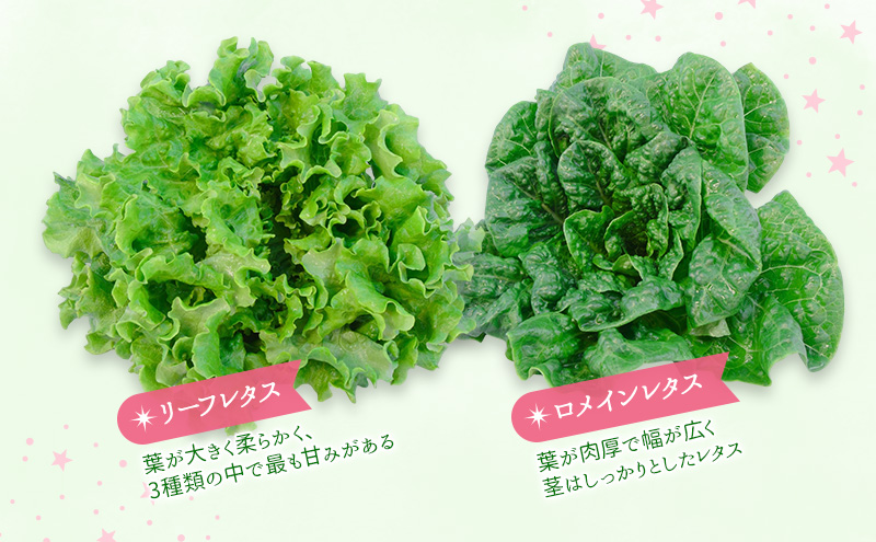 【水耕栽培】星のブーケレタス4種セット(大)(クリスピーレタス 2株、ロメインレタス 2株、リーフレタス 2株、レッドリーフレタス 2株、おまかせレタス 1～2株