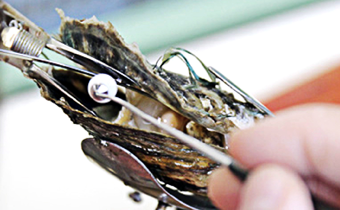 若狭パール 艶々あこや真珠 至宝の大珠8mm一粒ペンダント F