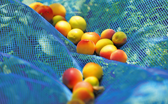 うめっぽの梅干600g (300g×2) セット　福井県おおい町産梅使用