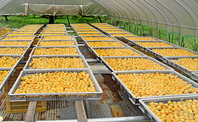 うめっぽの梅干いろいろセット　福井県おおい町産梅使用