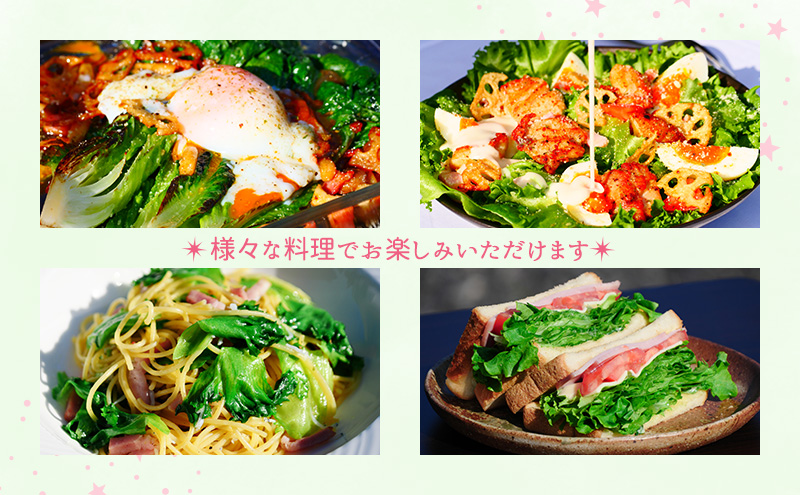 【水耕栽培】星のブーケレタス3種セット（小）（クリスピーレタス 2株、ロメインレタス 1株、リーフレタス 1株）