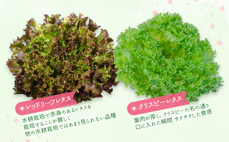 【水耕栽培】星のブーケレタス4種セット(中)(クリスピーレタス 2株、ロメインレタス 2株、リーフレタス 2株、レッドリーフレタス 1株