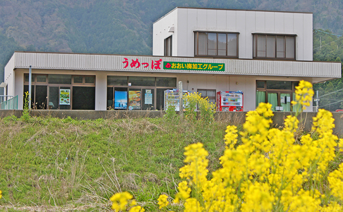 うめっぽの梅干いろいろセット　福井県おおい町産梅使用