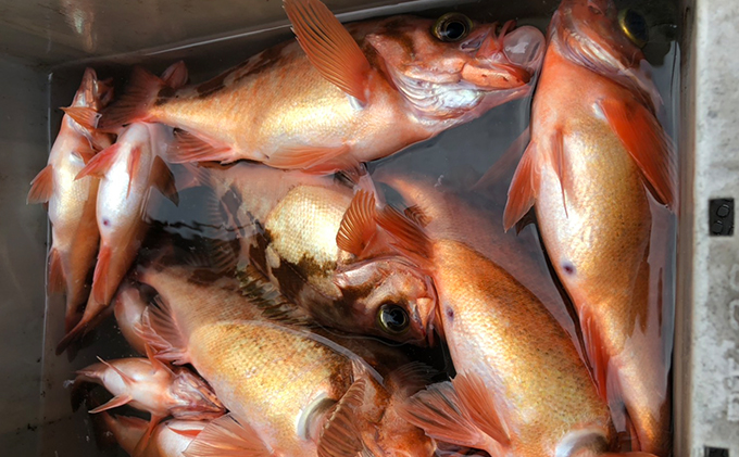 海生丸 釣り船乗船券（1名様　乗合便）