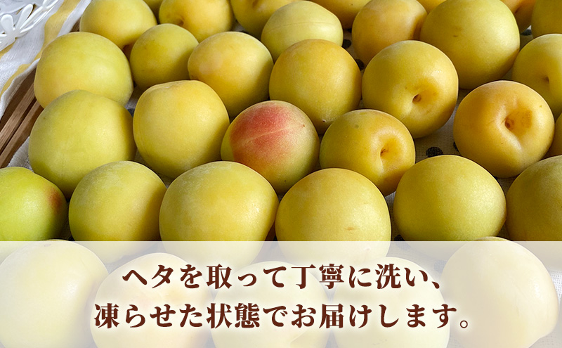 梅 冷凍完熟梅 冷凍 梅シロップ 若狭町