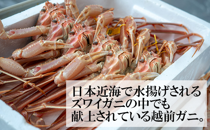 茹で 越前ガニ 約800g 2杯 年末配送 食通もうなる本場の味を