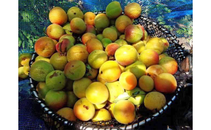 栽培期間農薬不使用 の梅干し （400g）すっぱい 甘くない 梅干し 壷型容器入り