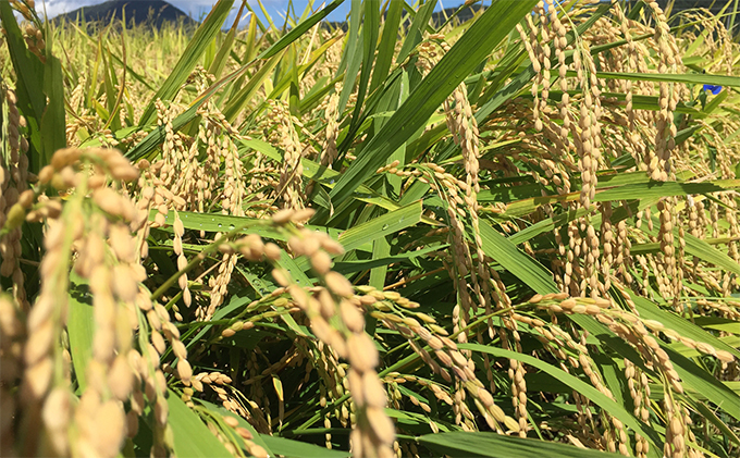 令和8年産福井県若狭町つきあかり（一等米）玄米 10kg（神谷農園） 5kg×2袋 お米 ブランド米 銘柄米 ご飯 おにぎり お弁当 産地直送 和食 主食