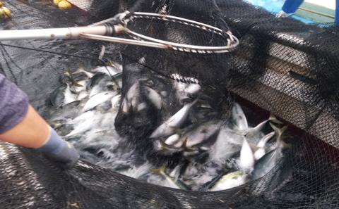 素潜り漁師の宿　宿泊券（2名様分）1泊2食付