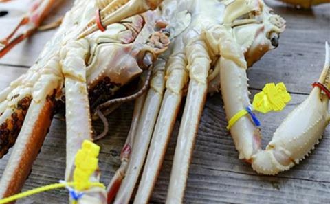 茹で越前ガニ【期間限定】食通もうなる本場の味をぜひ、ご堪能ください。約1.1kg 2尾セット 越前がに 越前かに 越前カニ カニ ボイルガニ