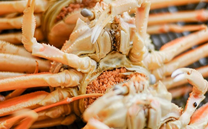【お歳暮】冬の味覚 茹でセイコガニ（メス） 5ハイ　せいこ蟹 せいこがに せいこかに ｾｲｺｶﾆ 蟹 かに ｶﾆ 雌