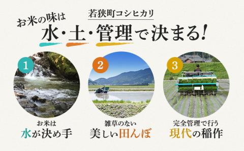 米 令和7年産 コシヒカリ 10kg 白米 精米 こめ コメ 一等米 特A 特a米 新米 こしひかり 山心ファーム 福井 福井県 若狭町