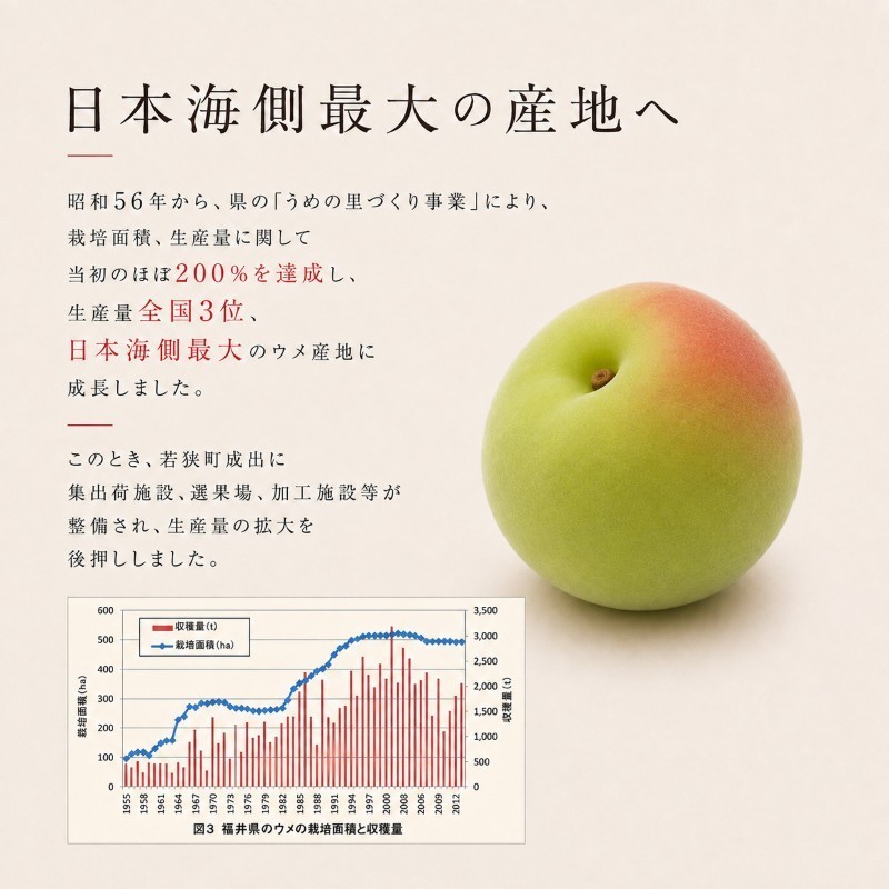 【訳あり】大入り梅干し130g×3袋 合計 390g 【保存容器付き】