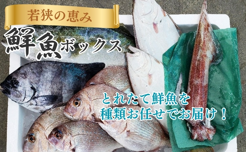 若狭の恵み 鮮魚ボックス（種類はお任せ）