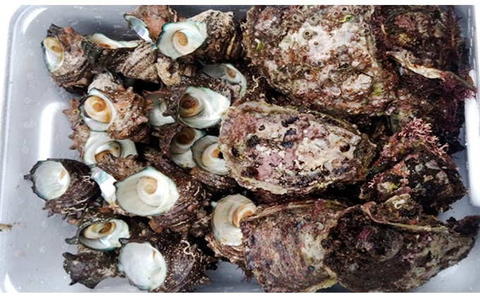 若狭湾産　天然岩ガキ、活さざえ詰め合わせ