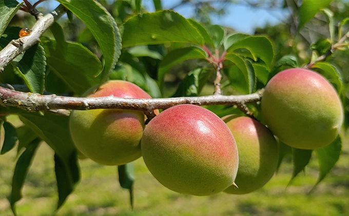 昔ながらの梅干し 一級品（福井県若狭町）伝統製法にこだわり仕上げた梅干し／袋入り300g ご飯のお供 肉厚 種が小さい 紅映 天然塩 鮮やか 芳醇な香り コク 紫蘇漬け 二度漬け すっぱい