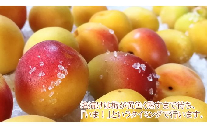 昔ながらの梅干し 一級品（福井県若狭町）伝統製法にこだわり仕上げた梅干し／袋入り300g ご飯のお供 肉厚 種が小さい 紅映 天然塩 鮮やか 芳醇な香り コク 紫蘇漬け 二度漬け すっぱい