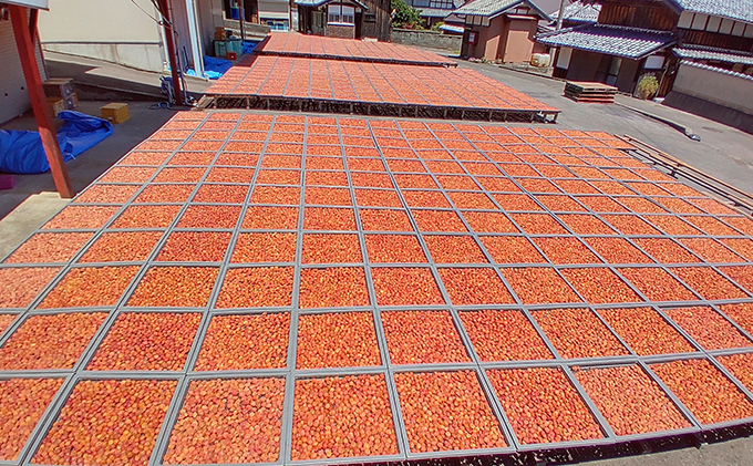 昔ながらの梅干し 一級品（福井県若狭町）伝統製法にこだわり仕上げた梅干し／袋入り300g ご飯のお供 肉厚 種が小さい 紅映 天然塩 鮮やか 芳醇な香り コク 紫蘇漬け 二度漬け すっぱい